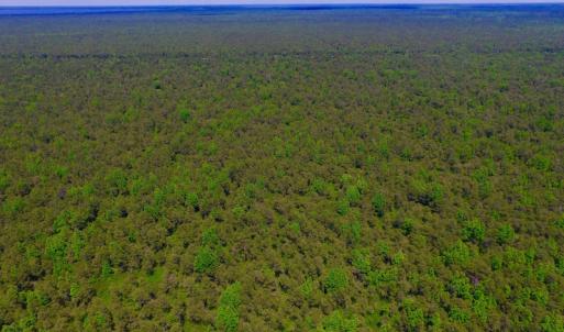Photo of UNDER CONTRACT!  180 Acres of Hunting Land For Sale in Hyde County NC!