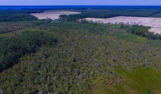 Photo of UNDER CONTRACT!  547 ac Waterfront Hunting Land For Sale in Beaufort County NC!