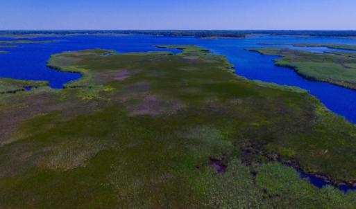 Photo of UNDER CONTRACT!  547 ac Waterfront Hunting Land For Sale in Beaufort County NC!