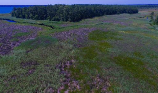 Photo of UNDER CONTRACT!  547 ac Waterfront Hunting Land For Sale in Beaufort County NC!