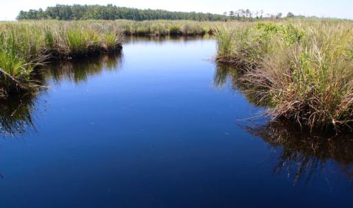 Photo of UNDER CONTRACT!  547 ac Waterfront Hunting Land For Sale in Beaufort County NC!