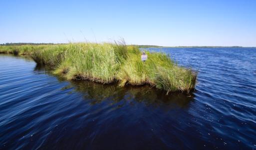 Photo of UNDER CONTRACT!  547 ac Waterfront Hunting Land For Sale in Beaufort County NC!
