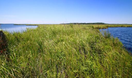 Photo of UNDER CONTRACT!  547 ac Waterfront Hunting Land For Sale in Beaufort County NC!
