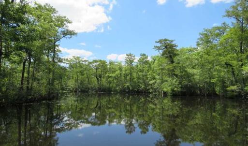 Photo of UNDER CONTRACT!  65 Acres of Hunting and Residential Land For Sale in Horry County SC!