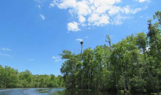 Photo of UNDER CONTRACT!  65 Acres of Hunting and Residential Land For Sale in Horry County SC!