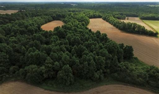 Photo of UNDER CONTRACT!  53.5 Acres of Farm and Timber Land with Building For Sale In Wayne County NC!