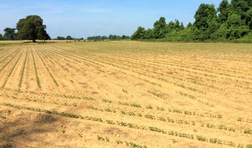 Photo of UNDER CONTRACT!  53.5 Acres of Farm and Timber Land with Building For Sale In Wayne County NC!