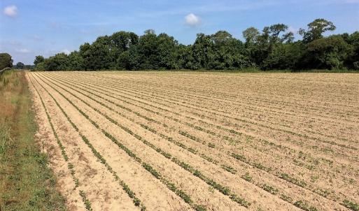 Photo of UNDER CONTRACT!  53.5 Acres of Farm and Timber Land with Building For Sale In Wayne County NC!