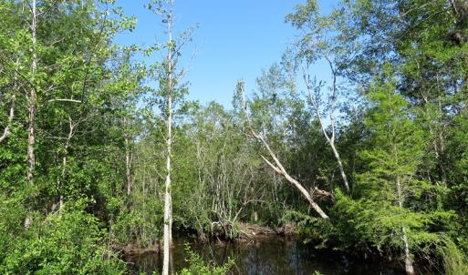 Photo of SOLD!  14 Acres of Hunting Land for Sale in Columbus County NC!