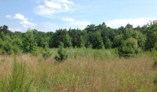 Photo of SOLD!  2.3 Acres of Hunting Land for Sale in Suffolk VA!