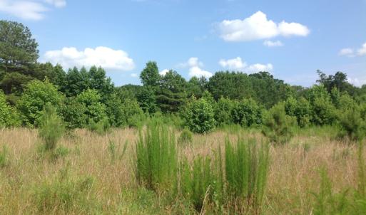 Photo of SOLD!  2.3 Acres of Hunting Land for Sale in Suffolk VA!