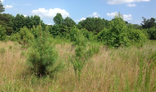 Photo of SOLD!  2.3 Acres of Hunting Land for Sale in Suffolk VA!