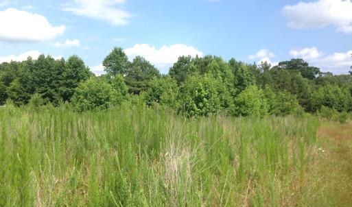Photo of SOLD!  2.3 Acres of Hunting Land for Sale in Suffolk VA!