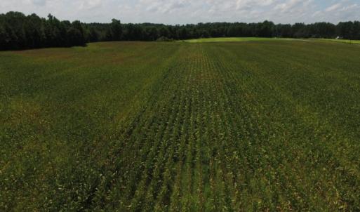 Photo of SOLD!  26.83 Acres of Farm Land With Pond For Sale In Edgecombe County NC!