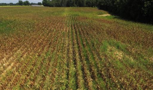 Photo of SOLD!  26.83 Acres of Farm Land With Pond For Sale In Edgecombe County NC!