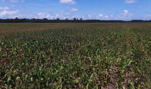 Photo of SOLD!  26.83 Acres of Farm Land With Pond For Sale In Edgecombe County NC!