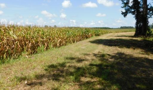Photo of SOLD!  26.83 Acres of Farm Land With Pond For Sale In Edgecombe County NC!