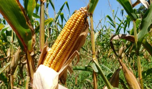 Photo of SOLD!  26.83 Acres of Farm Land With Pond For Sale In Edgecombe County NC!