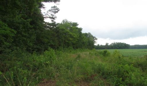 Photo of SOLD!  28 Acres of Hunting Land For Sale in Accomack County VA!