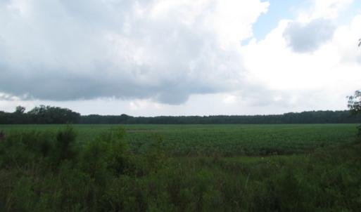 Photo of SOLD!  28 Acres of Hunting Land For Sale in Accomack County VA!