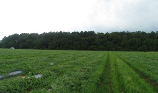 Photo of SOLD!  28 Acres of Hunting Land For Sale in Accomack County VA!