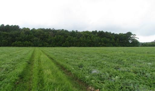 Photo of SOLD!  28 Acres of Hunting Land For Sale in Accomack County VA!