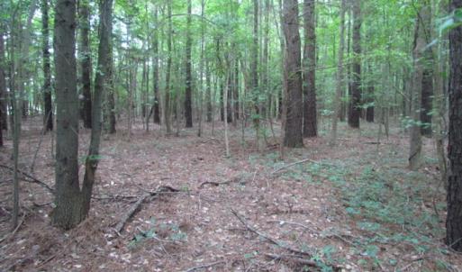 Photo of SOLD!  28 Acres of Hunting Land For Sale in Accomack County VA!