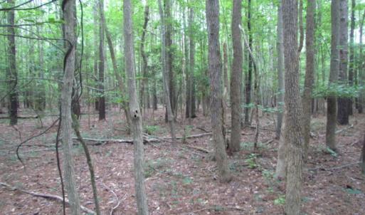 Photo of SOLD!  28 Acres of Hunting Land For Sale in Accomack County VA!