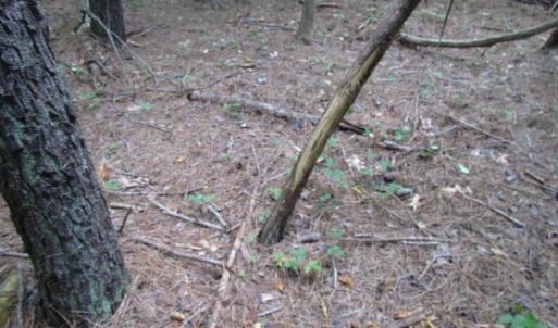 Photo of SOLD!  28 Acres of Hunting Land For Sale in Accomack County VA!