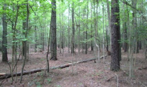 Photo of SOLD!  28 Acres of Hunting Land For Sale in Accomack County VA!