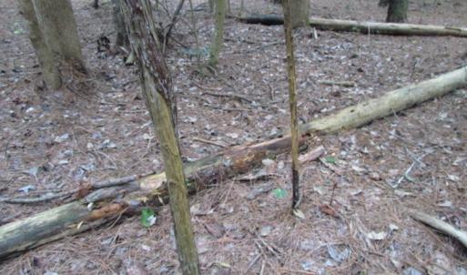 Photo of SOLD!  28 Acres of Hunting Land For Sale in Accomack County VA!
