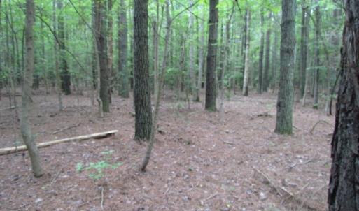 Photo of SOLD!  28 Acres of Hunting Land For Sale in Accomack County VA!