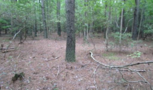 Photo of SOLD!  28 Acres of Hunting Land For Sale in Accomack County VA!