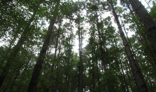 Photo of SOLD!  28 Acres of Hunting Land For Sale in Accomack County VA!