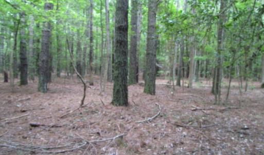 Photo of SOLD!  28 Acres of Hunting Land For Sale in Accomack County VA!
