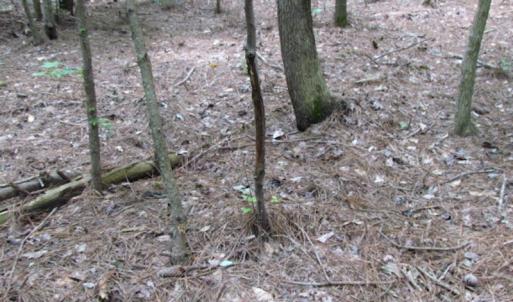 Photo of SOLD!  28 Acres of Hunting Land For Sale in Accomack County VA!