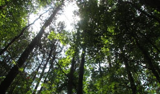Photo of SOLD!  28 Acres of Hunting Land For Sale in Accomack County VA!