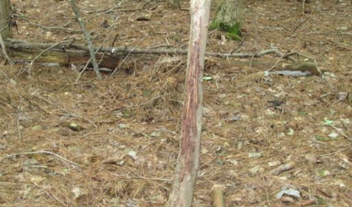 Photo of SOLD!  28 Acres of Hunting Land For Sale in Accomack County VA!