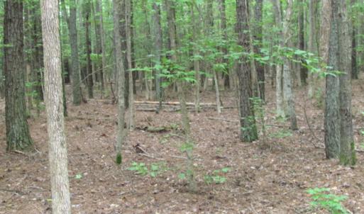 Photo of SOLD!  28 Acres of Hunting Land For Sale in Accomack County VA!