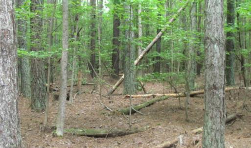 Photo of SOLD!  28 Acres of Hunting Land For Sale in Accomack County VA!