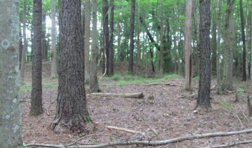 Photo of SOLD!  28 Acres of Hunting Land For Sale in Accomack County VA!