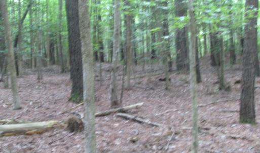 Photo of SOLD!  28 Acres of Hunting Land For Sale in Accomack County VA!