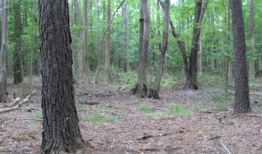Photo of SOLD!  28 Acres of Hunting Land For Sale in Accomack County VA!
