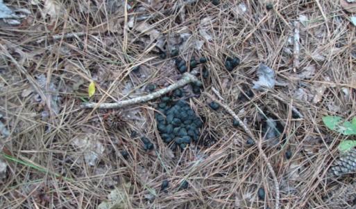 Photo of SOLD!  28 Acres of Hunting Land For Sale in Accomack County VA!