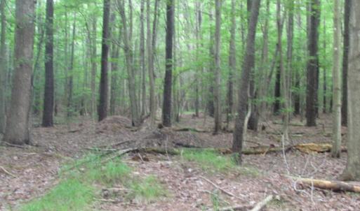 Photo of SOLD!  28 Acres of Hunting Land For Sale in Accomack County VA!