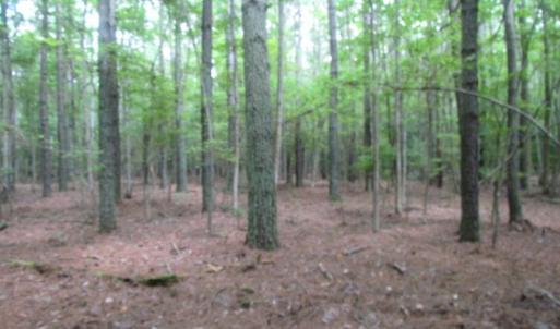 Photo of SOLD!  28 Acres of Hunting Land For Sale in Accomack County VA!