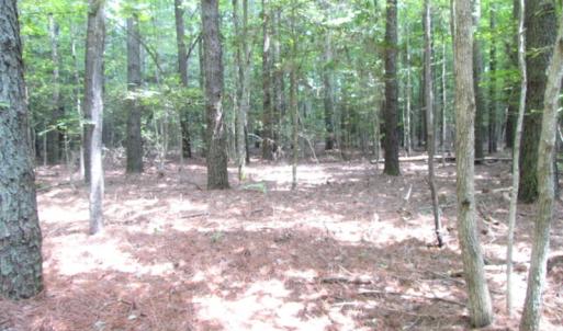 Photo of SOLD!  28 Acres of Hunting Land For Sale in Accomack County VA!