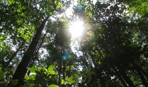 Photo of SOLD!  28 Acres of Hunting Land For Sale in Accomack County VA!
