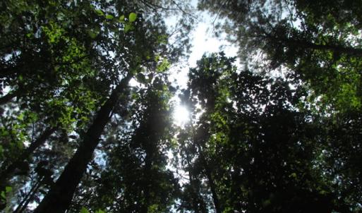 Photo of SOLD!  28 Acres of Hunting Land For Sale in Accomack County VA!