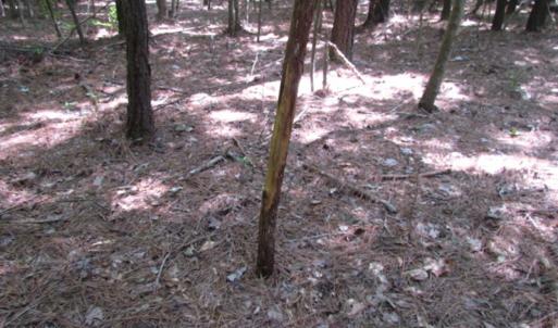 Photo of SOLD!  28 Acres of Hunting Land For Sale in Accomack County VA!